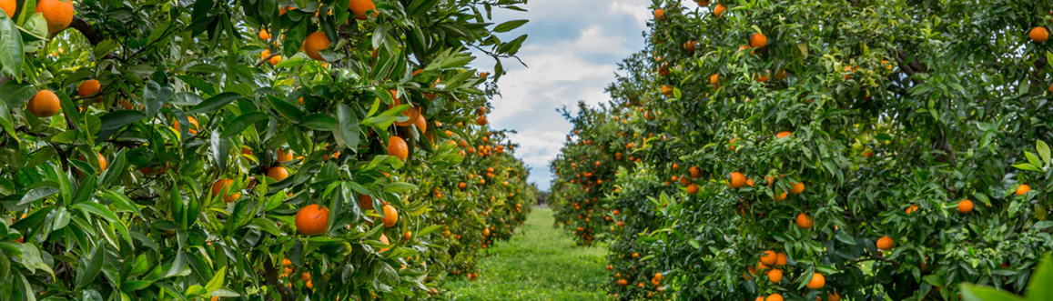 Indústria de Concentrado de Frutas